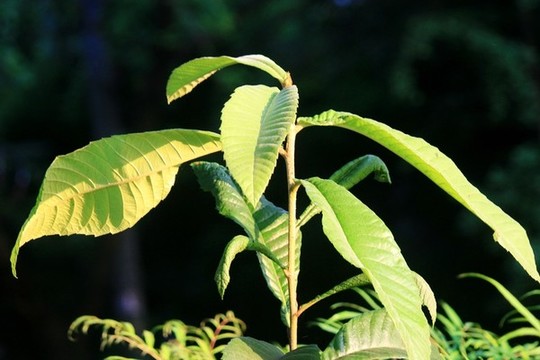 枇杷樹苗