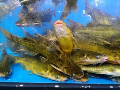 黃骨魚