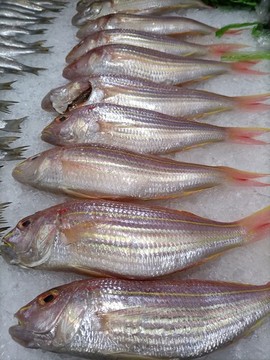 冰鮮海魚
