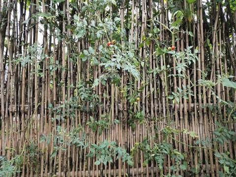 竹籬笆上的西紅柿