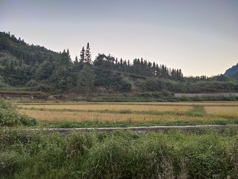 農(nóng)村稻谷