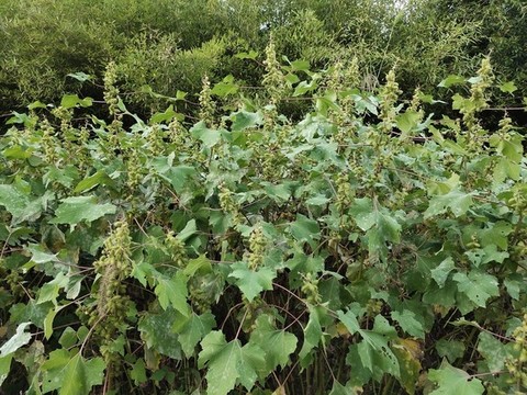 野生蒼耳