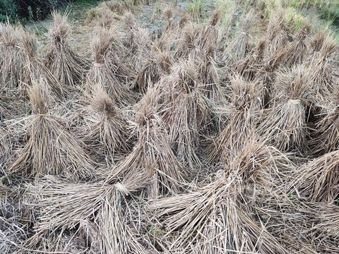 扎稻草