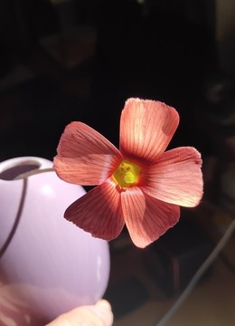 酢漿草的緞面質(zhì)感花瓣