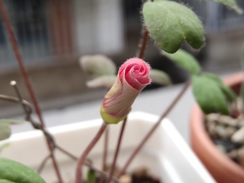 酢漿草的螺旋狀花苞