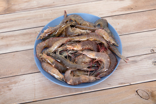 一盤新鮮的淡水蝦食材放在桌子上