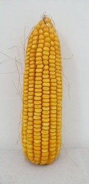 玉米地莊稼地玉米肥料創(chuàng)意玉米