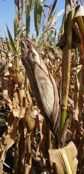 玉米秋季大豐收莊稼地玉米地