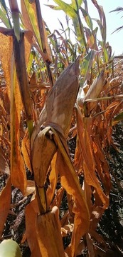 玉米秋季大豐收莊稼地玉米地