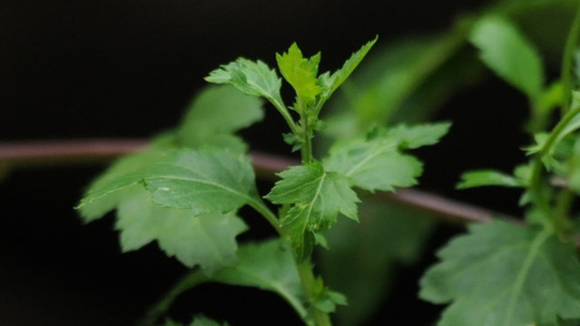 野菊