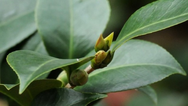山茶花