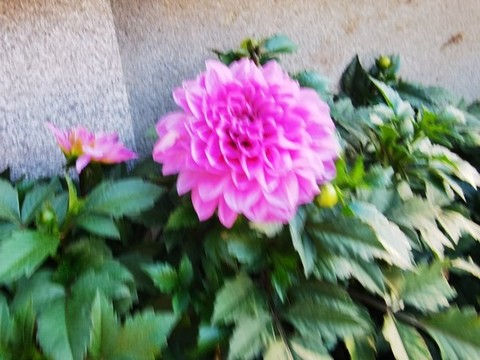 百日菊攝影