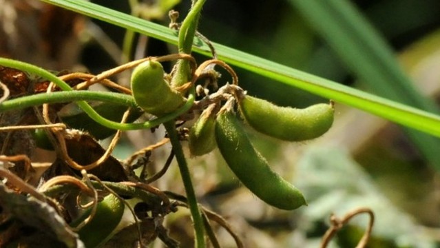 勞豆