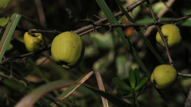 皺皮木瓜