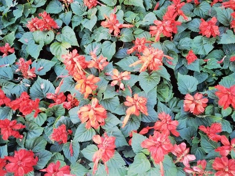 鳳仙花攝影圖