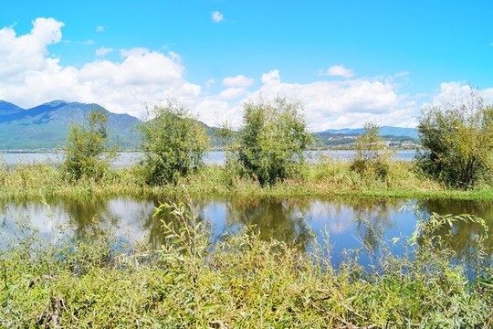 麗江拉市海濕地公園