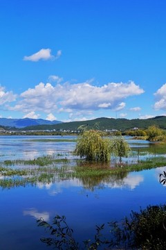 麗江拉市海濕地公園