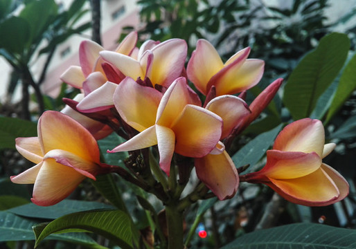 雞蛋花