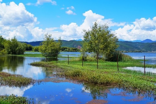 麗江拉市海濕地公園