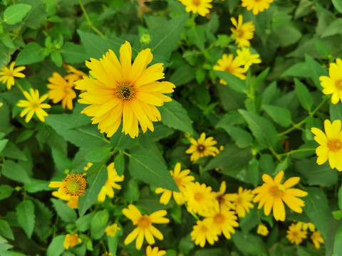 日光菊