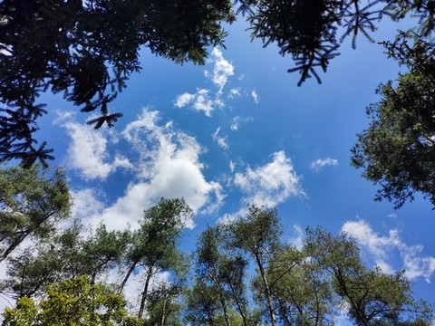 仰拍樹枝