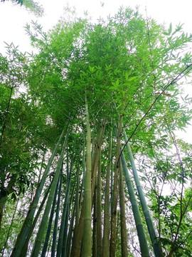 仰拍綠竹