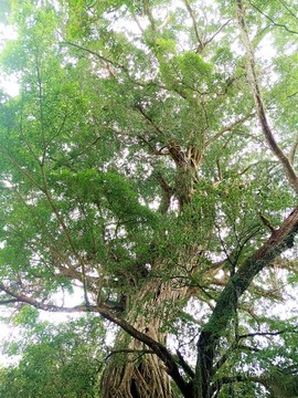 百年細(xì)葉榕