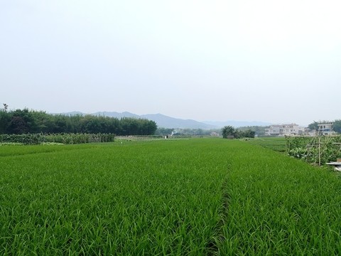 鄉(xiāng)間綠色稻田
