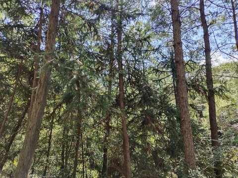 樹林