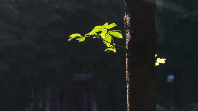 清晨照在樹(shù)葉上的陽(yáng)光