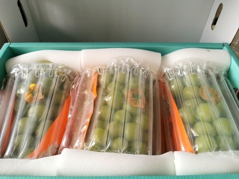 晴王葡萄物流包裝