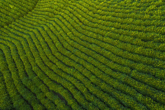 俯拍茶田茶園