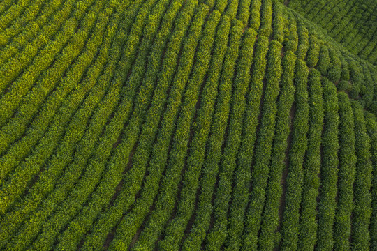 航拍茶田茶園