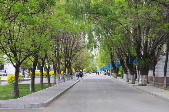 內(nèi)蒙古大學(xué)校園林蔭路