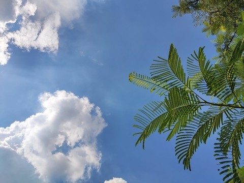 藍天白云綠葉