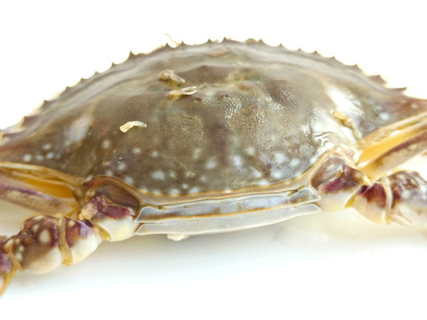 海鮮梭子蟹