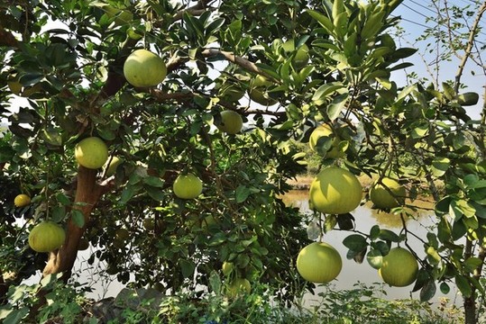 掛在樹(shù)上的蜜柚