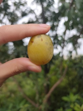 野酸棗