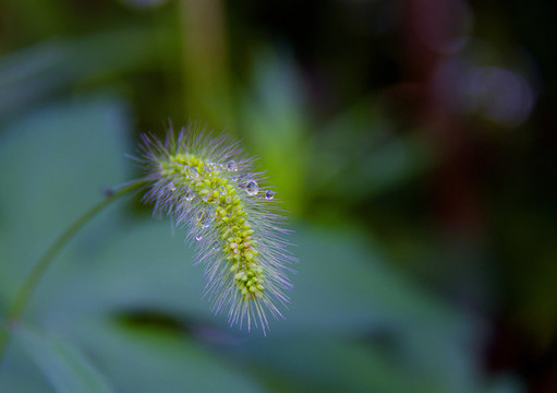 狗尾草