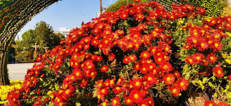菊花