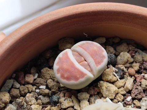 脫皮的生石花