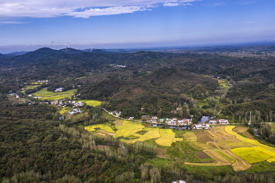 鳥瞰山村金色稻田