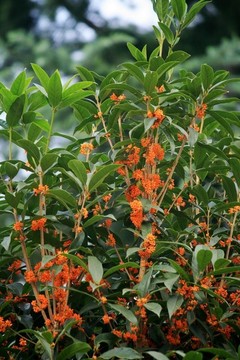 桂花樹