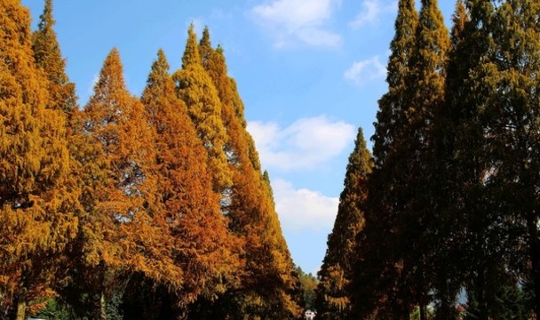 秋色井岡山