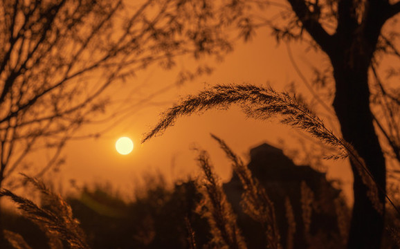 蘆葦花和夕陽