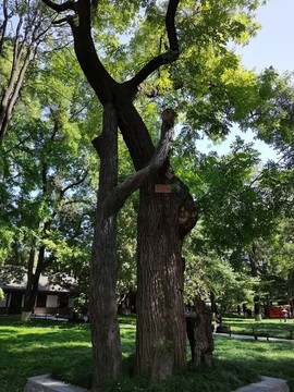 薦福寺古槐