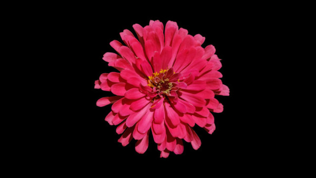 百日菊