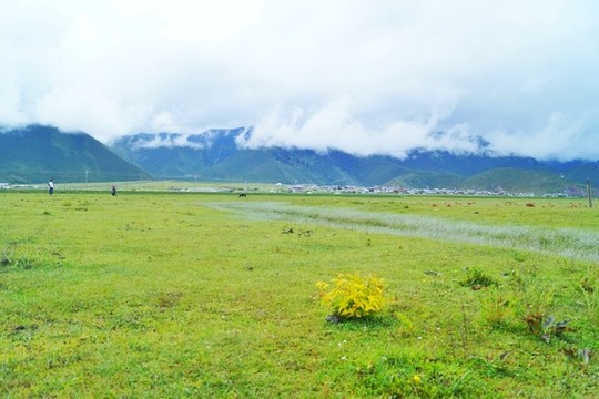 香格里拉納帕海草原