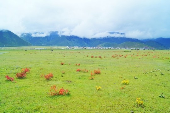 香格里拉納帕海草原