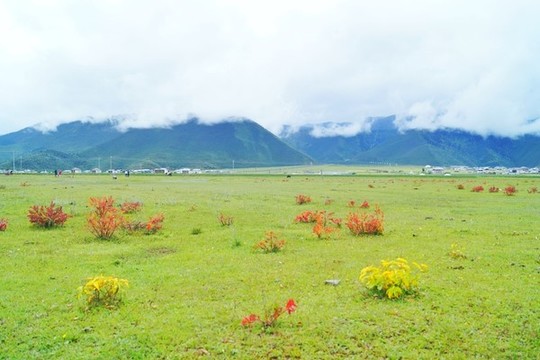 香格里拉納帕海草原